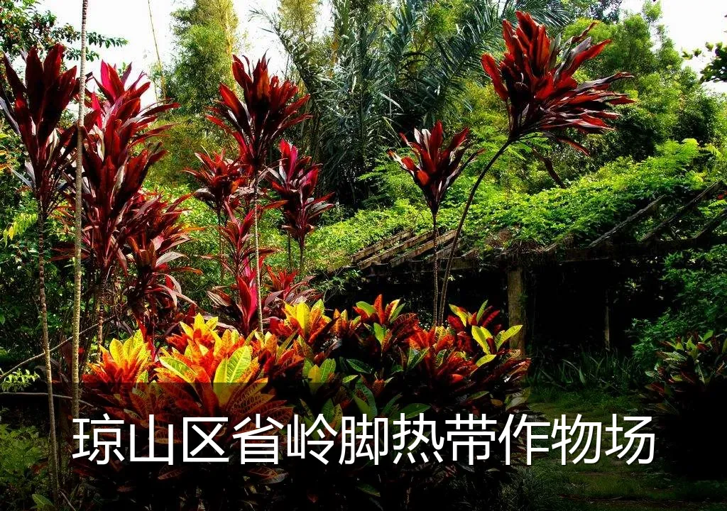 琼山区省岭脚热带作物场